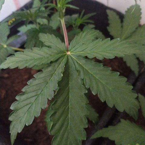 Purple Explosion CBD #1 growlog timeline photo