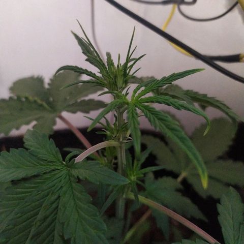 Purple Explosion CBD #1 growlog timeline photo