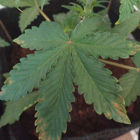 Purple Explosion CBD #2 growlog photo: Still growing brown spots 