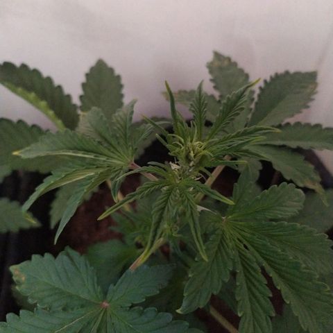 Purple Explosion CBD #2 growlog photo: Still growing brown spots 