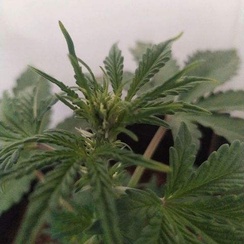 Purple Explosion CBD #2 growlog photo: Still growing brown spots 