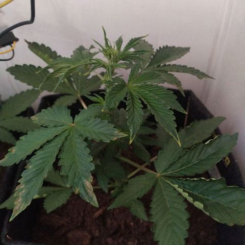 Purple Explosion CBD #2 growlog photo: Still growing brown spots 