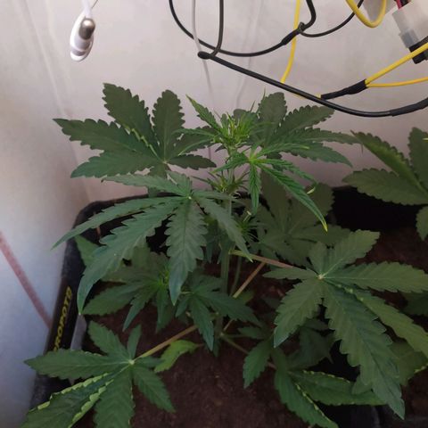 Purple Explosion CBD #1 growlog timeline photo
