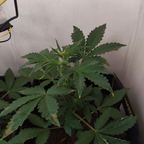 Purple Explosion CBD #2 growlog timeline photo