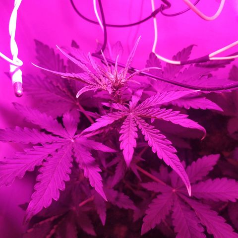 Purple Explosion CBD #1 growlog timeline photo