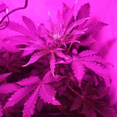 Purple Explosion CBD #2 growlog timeline photo