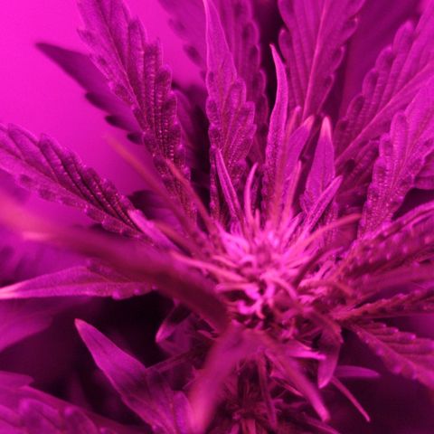 Purple Explosion CBD #2 growlog timeline photo