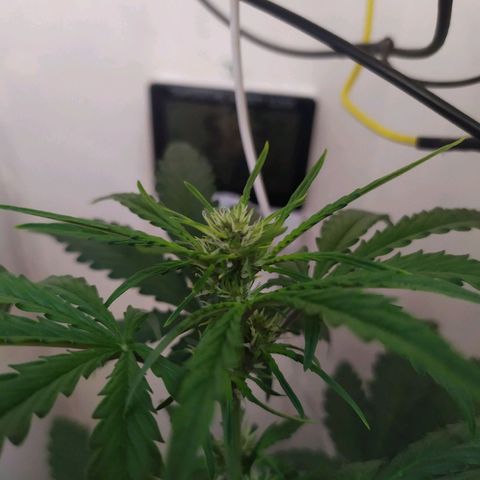 Purple Explosion CBD #1 growlog timeline photo
