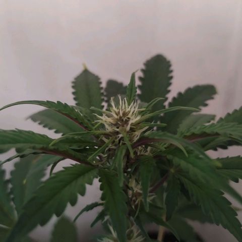 Purple Explosion CBD #2 growlog timeline photo