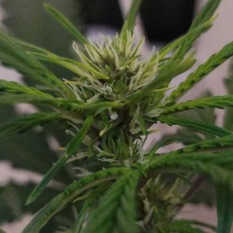 Purple Explosion CBD #1 growlog timeline photo