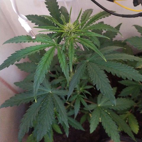 Purple Explosion CBD #1 growlog timeline photo