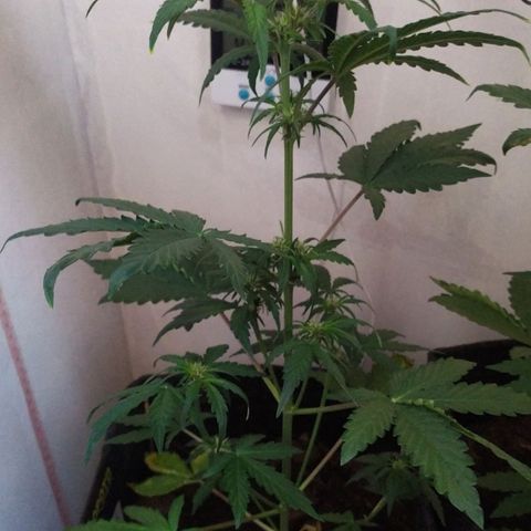 Purple Explosion CBD #1 growlog timeline photo
