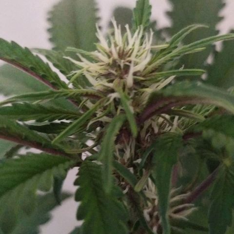 Purple Explosion CBD #2 growlog timeline photo