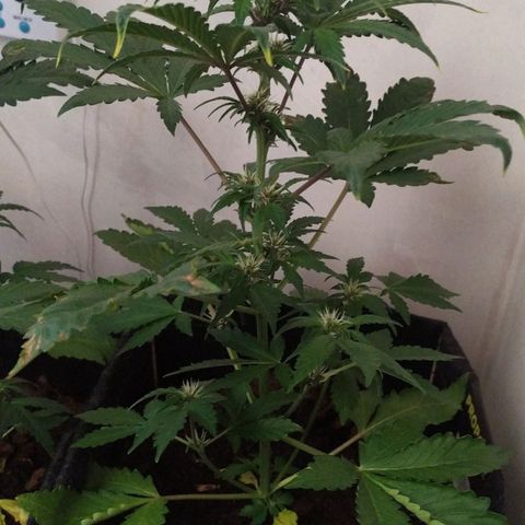 Purple Explosion CBD #2 growlog timeline photo