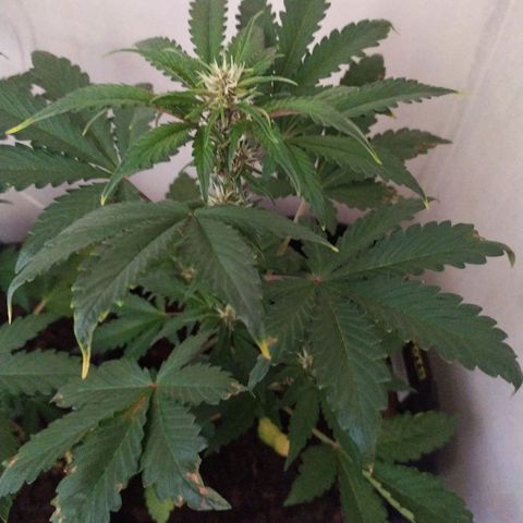 Purple Explosion CBD #2 growlog timeline photo