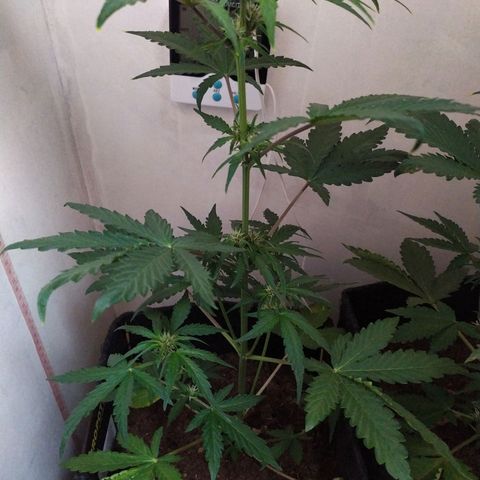 Purple Explosion CBD #1 growlog timeline photo
