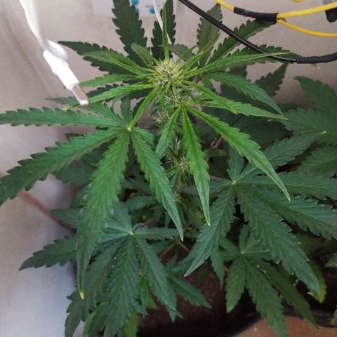 Purple Explosion CBD #1 growlog timeline photo