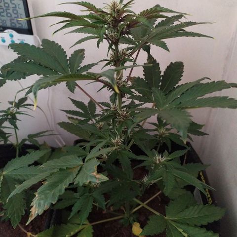 Purple Explosion CBD #2 growlog timeline photo