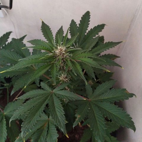 Purple Explosion CBD #2 growlog timeline photo