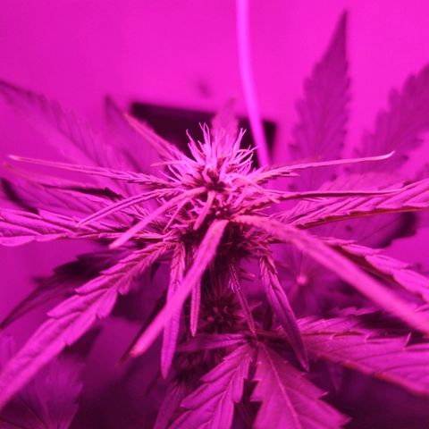 Purple Explosion CBD #1 growlog timeline photo