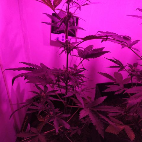 Purple Explosion CBD #1 growlog timeline photo