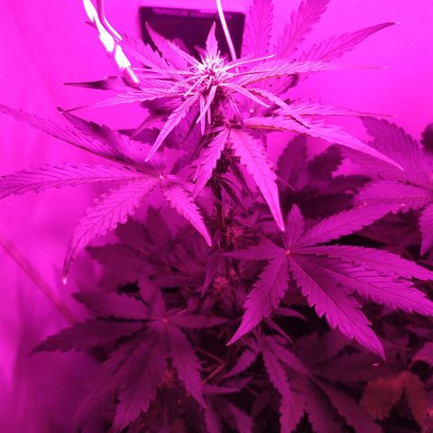 Purple Explosion CBD #1 growlog timeline photo