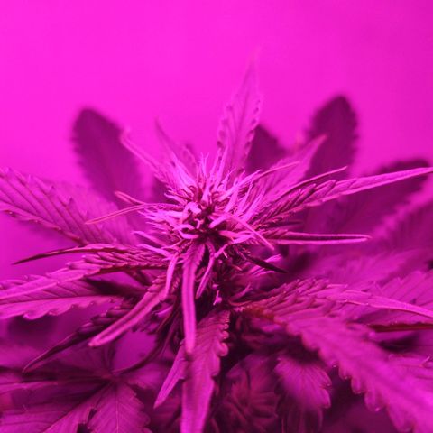 Purple Explosion CBD #2 growlog timeline photo