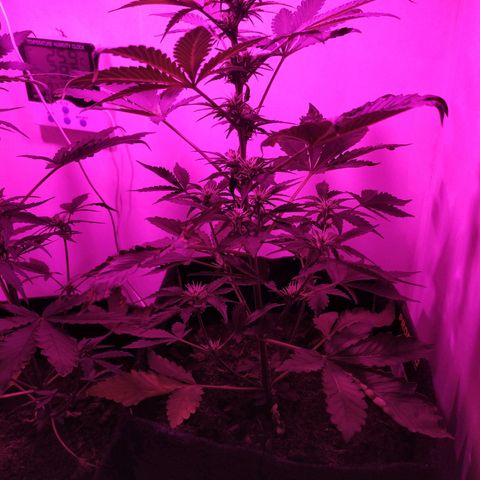 Purple Explosion CBD #2 growlog timeline photo