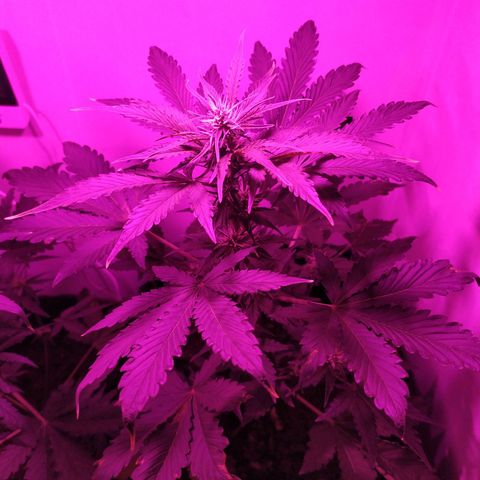 Purple Explosion CBD #2 growlog timeline photo