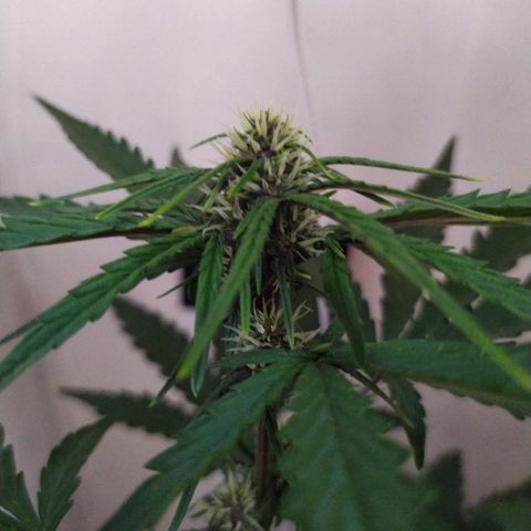 Purple Explosion CBD #1 growlog timeline photo