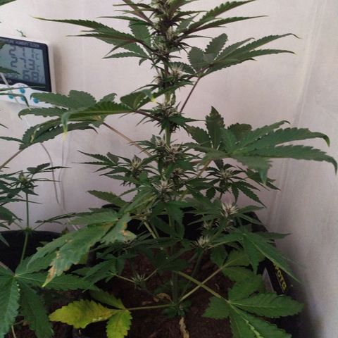 Purple Explosion CBD #2 growlog timeline photo