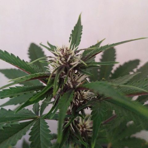 Purple Explosion CBD #2 growlog timeline photo