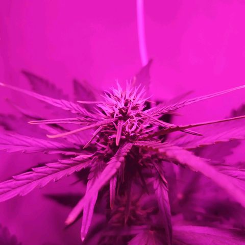 Purple Explosion CBD #1 growlog timeline photo