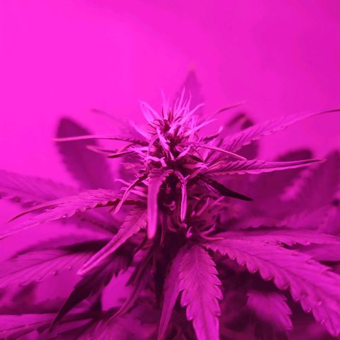 Purple Explosion CBD #2 growlog timeline photo
