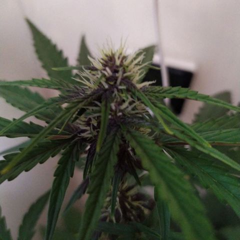 Purple Explosion CBD #1 growlog timeline photo