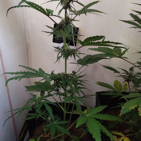 Purple Explosion CBD #1 growlog timeline photo