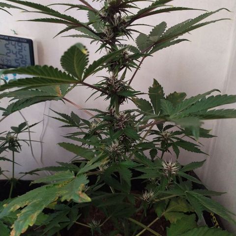 Purple Explosion CBD #2 growlog timeline photo