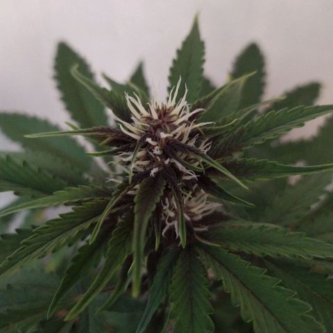 Purple Explosion CBD #2 growlog timeline photo