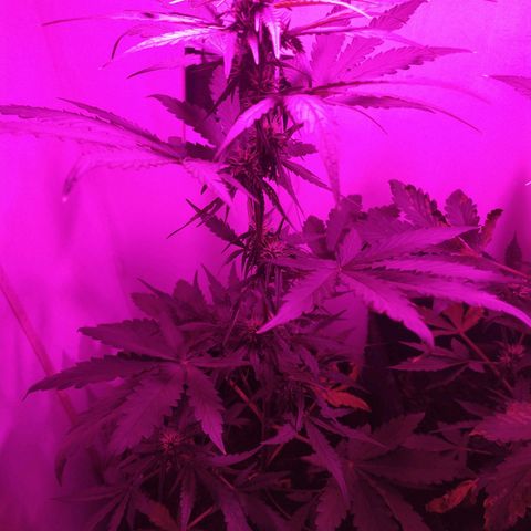 Purple Explosion CBD #1 growlog timeline photo