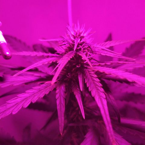 Purple Explosion CBD #1 growlog timeline photo