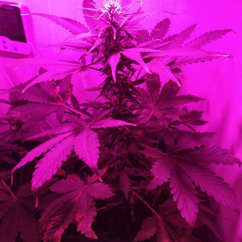 Purple Explosion CBD #2 growlog timeline photo
