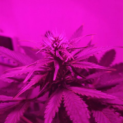 Purple Explosion CBD #2 growlog timeline photo