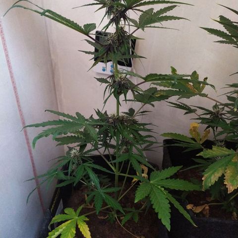 Purple Explosion CBD #1 growlog timeline photo