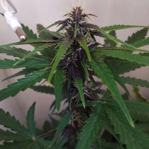 Purple Explosion CBD #1 growlog timeline photo