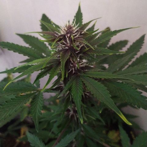 Purple Explosion CBD #2 growlog timeline photo