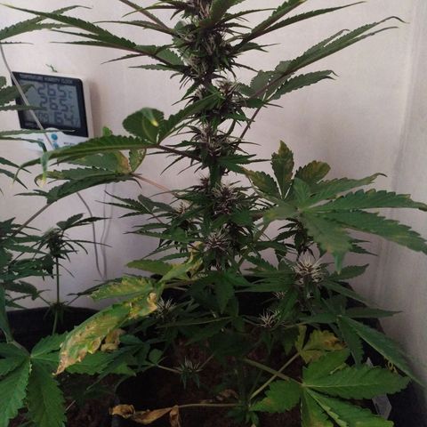 Purple Explosion CBD #2 growlog timeline photo