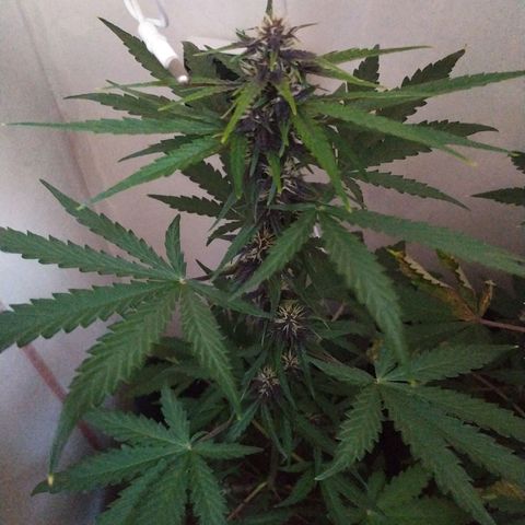 Purple Explosion CBD #1 growlog timeline photo