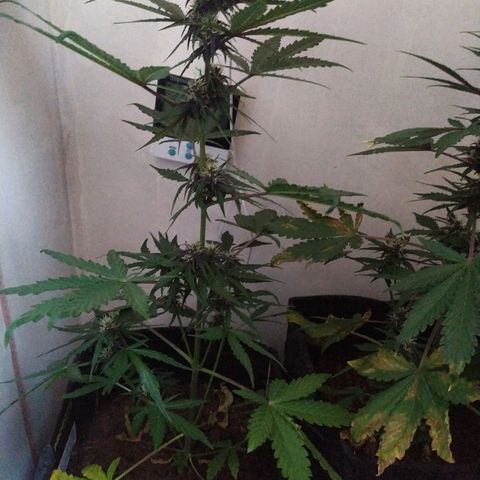Purple Explosion CBD #1 growlog timeline photo