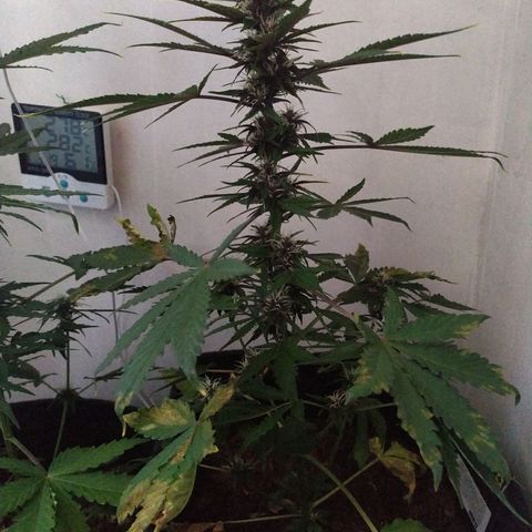 Purple Explosion CBD #2 growlog timeline photo
