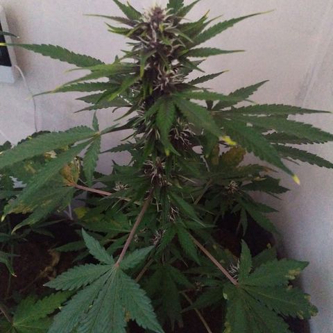 Purple Explosion CBD #2 growlog timeline photo